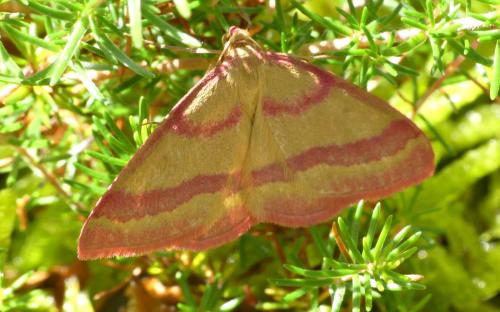 Réf. 344 454 : Rhodostrophia calabra